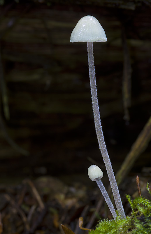 Mycena amicta